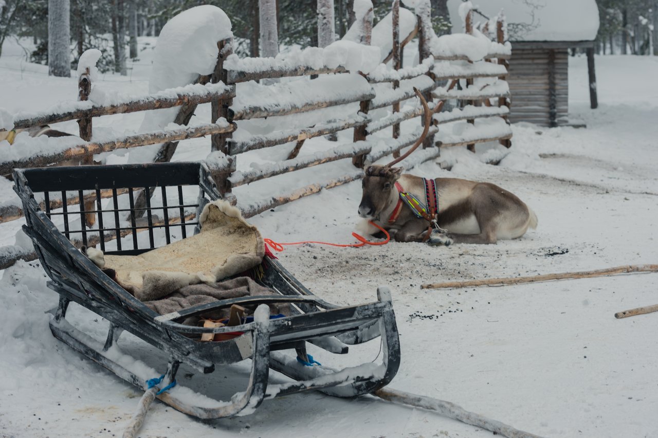 Reindeer sledding A reindeer wearing a harness rests on the snow beside a wooden sled covered with blankets in a fenced area.