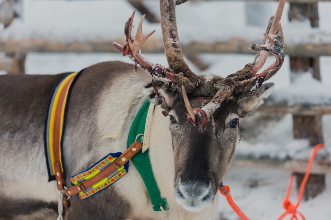 Reindeer sledding A reindeer wearing a harness stands in the snow, prepared for sledding.